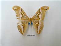 藏品(眉紋天蠶蛾)的圖片